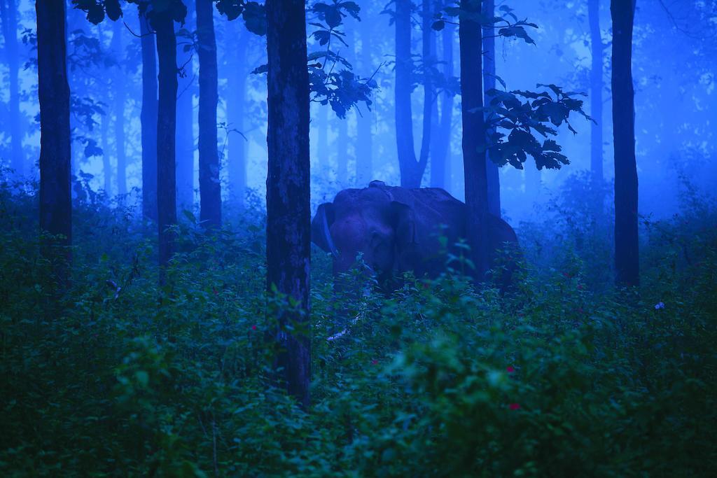 The Woods Resorts Wayanad Султан-Батері Екстер'єр фото